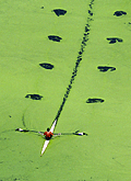 Rowing through duckweed on the Schuylkill River.