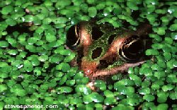 Leopard Frog in Duckweed - Click to see more images.